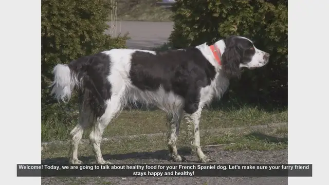 Video thumbnail for Healthy Food Tips for Your French Spaniel Dog