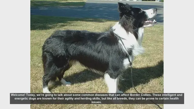 Video thumbnail for Common Health Issues in Border Collies: What You Need to Know