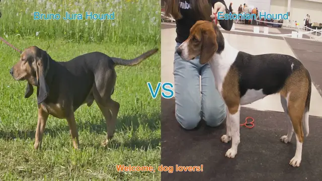 Video thumbnail for Comparing Bruno Jura Hound and Estonian Hound: A Comprehensive Guide