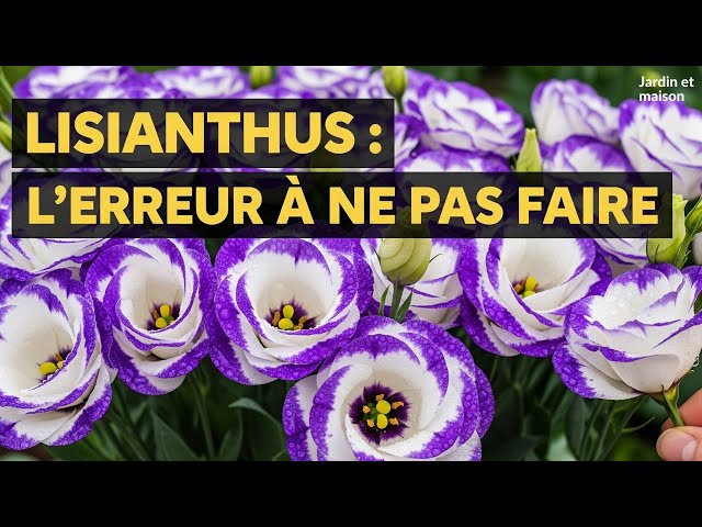 Video thumbnail for Comment Réussir la culture du Lisianthus à Coup Sûr ? (Même si vous êtes débutant)