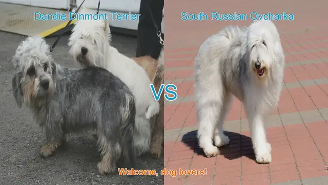 Video thumbnail for Dog Breed Showdown: Dandie Dinmont Terrier vs. South Russian Ovcharka