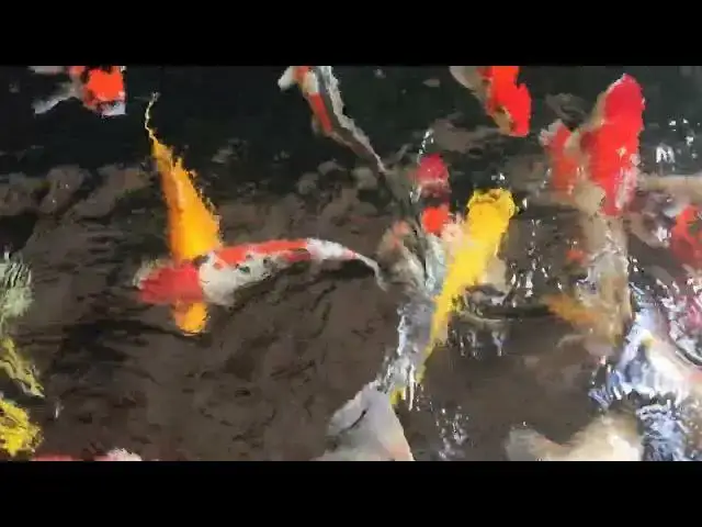 Video thumbnail for Seasonal Changes in Koi Pond Water Quality