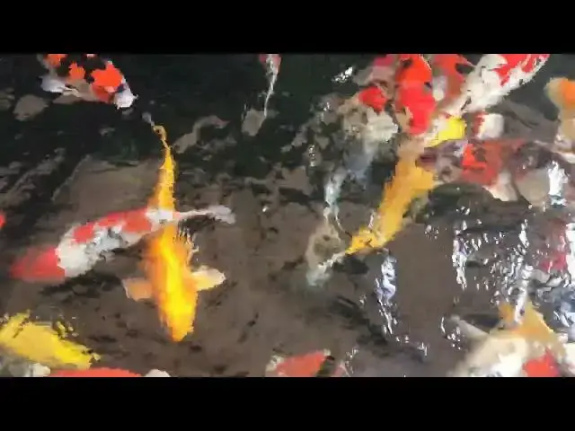 Video thumbnail for Protecting Koi Fish: Effective Parasite Prevention Strategies
