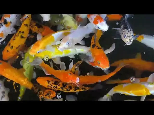 Video thumbnail for Gill Hyperplasia in Koi: Spotting, Treating, and Preventing