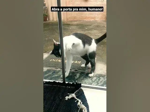 Video thumbnail for Temos um gato no vidro. #shorts #cats #shortsvideo #gatos #catlover