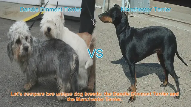 Video thumbnail for Comparing Dandie Dinmont Terrier and Manchester Terrier: Breeds Unleashed