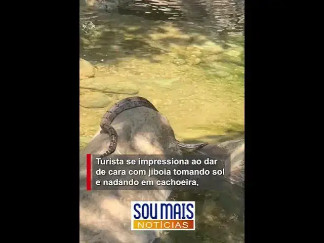 Video thumbnail for Turista se impressiona ao dar de cara com jiboia tomando sol e nadando em cachoeira de Goiás