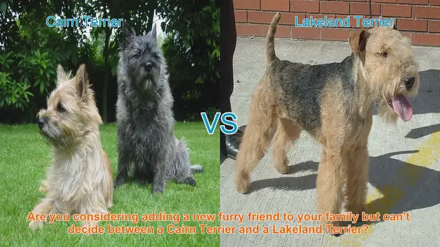 Video thumbnail for Cairn Terrier vs. Lakeland Terrier: A Comprehensive Comparison