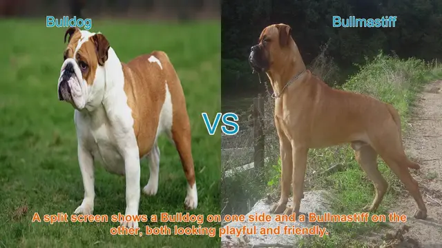 Video thumbnail for Bulldog vs. Bullmastiff: A Comparison of Beloved Breeds