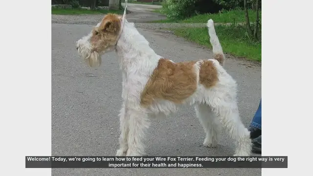 Video thumbnail for How to Properly Feed Your Wire Fox Terrier