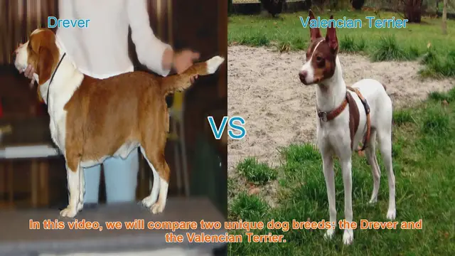 Video thumbnail for Drever vs. Valencian Terrier: A Breed Comparison