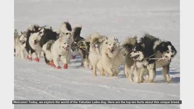 Video thumbnail for Top 10 Fascinating Facts About the Yakutian Laika Dog