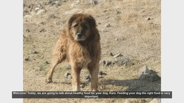 Video thumbnail for Healthy Food Tips for Your Dog: Keep Kars Strong and Happy!