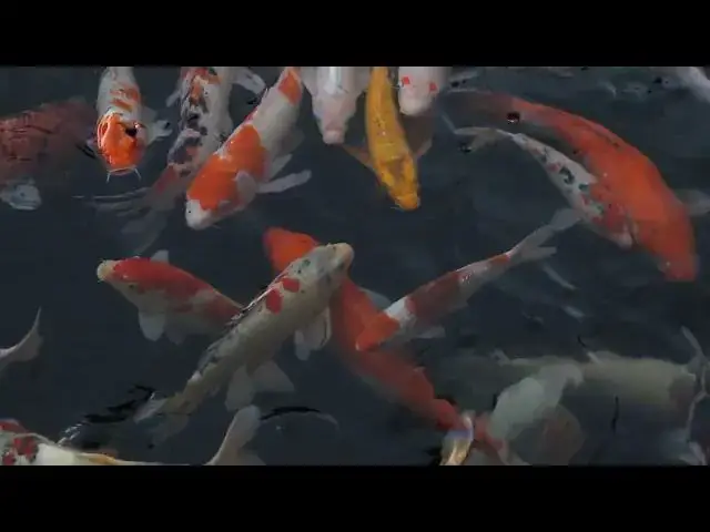 Video thumbnail for Selecting Top Koi Fish Strains for Successful Breeding