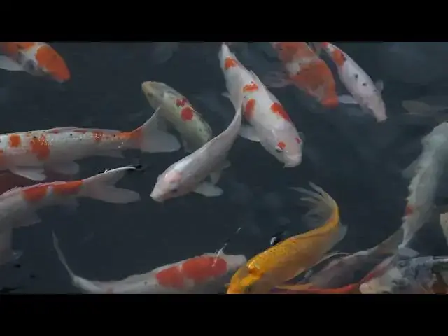 Video thumbnail for Koi Fish Health: The Impact of Water Temperature