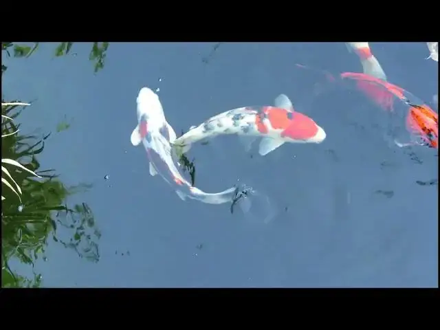 Video thumbnail for Koi Pond Maintenance: Cleaning and Preventing Biofilm