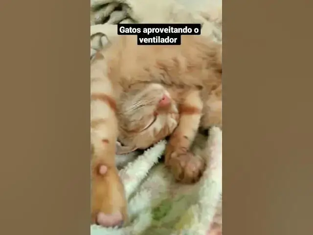 'Video thumbnail for Calorão após almoço e os gatos se refrescando. #cats #gatos #shorts #sono #catlover'