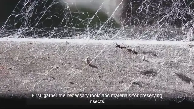 Video thumbnail for Building Your Collection of Preserved Insects