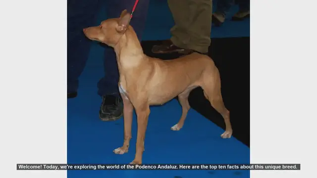 Video thumbnail for Top 10 Fascinating Facts About the Podenco Andaluz