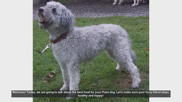 Video thumbnail for Best Food for Your Pumi Dog: Keep Your Furry Friend Healthy and Happy!