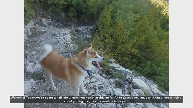 Video thumbnail for Common Health Problems in Akita Dogs: What You Need to Know