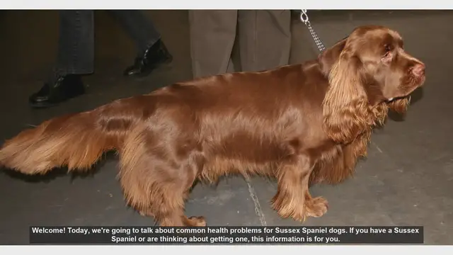 Video thumbnail for Common Health Problems in Sussex Spaniel Dogs