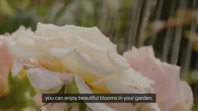 Video thumbnail for Tips For Growing Roses At Home