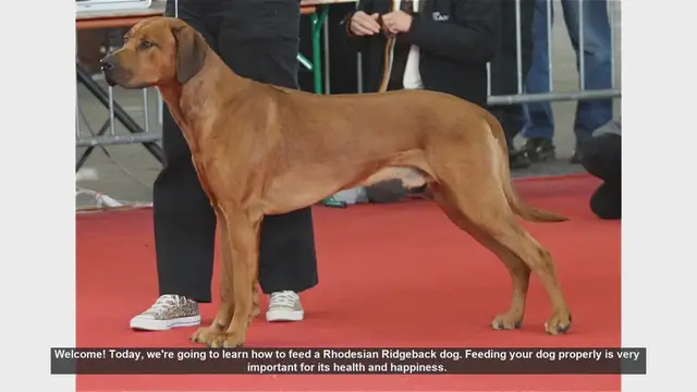 Video thumbnail for How to Properly Feed Your Rhodesian Ridgeback Dog