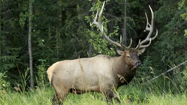 Video thumbnail for Wapitis im Jasper Nationalpark | Rundreise Kanada