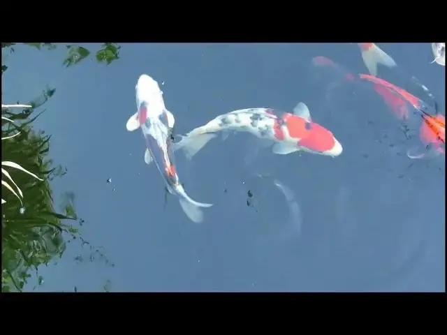 Video thumbnail for Koi Pond Maintenance: Keeping Your Fish Healthy