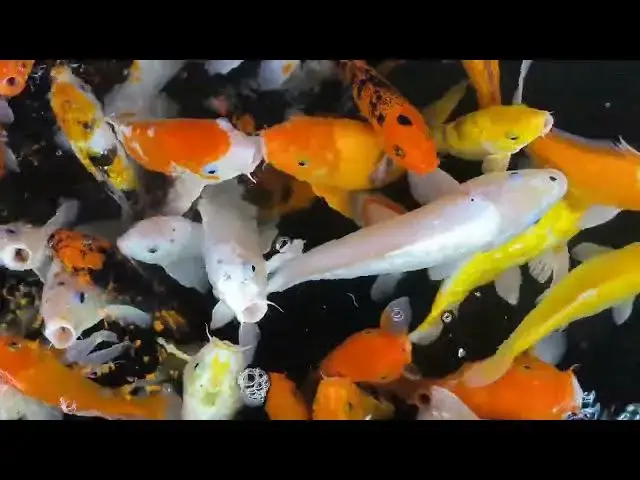 Video thumbnail for How to Identify and Treat Argulus in Koi Ponds