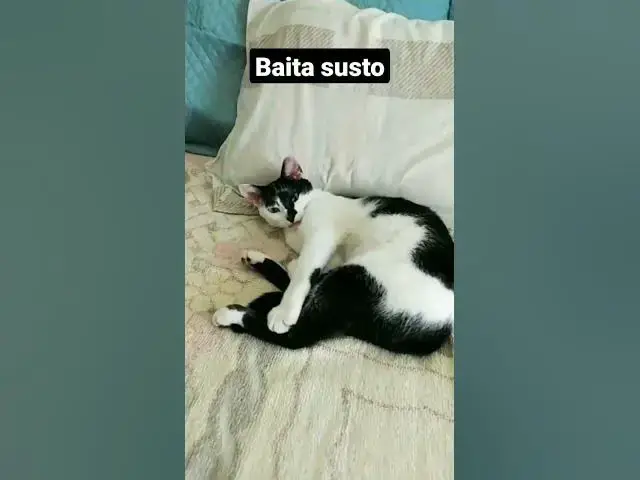 'Video thumbnail for Gato tendo sono da beleza interrompido. #cats #gatos #funnycats #gatinhos'