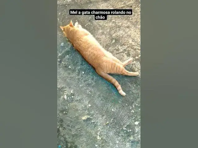 'Video thumbnail for Melzinha mostrando todo o seu charme. #shortsvideo #cats #catlover #funny #happy #imbituba'