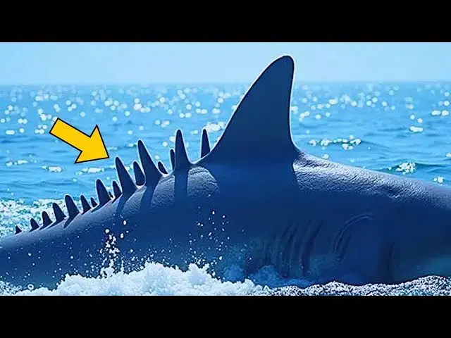 'Video thumbnail for Fishermen Thought They Spotted a Shark, Then They Take a Closer Look'