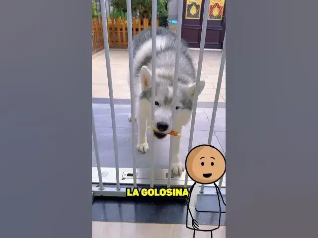 Video thumbnail for ¿Cuál perro es la más inteligente?! 😱😱😱