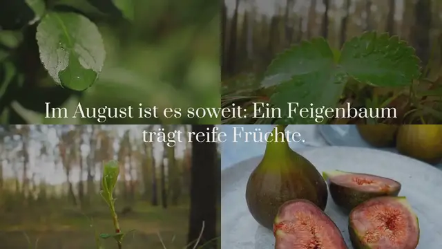 Video thumbnail for Vom Feigenbaum im Garten bis zur Ernte: Feigenbaum kaufen, pflanzen, düngen und richtig schneiden