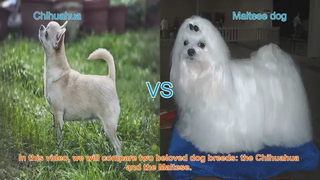 Video thumbnail for Chihuahua vs. Maltese: A Comparison of Beloved Dog Breeds