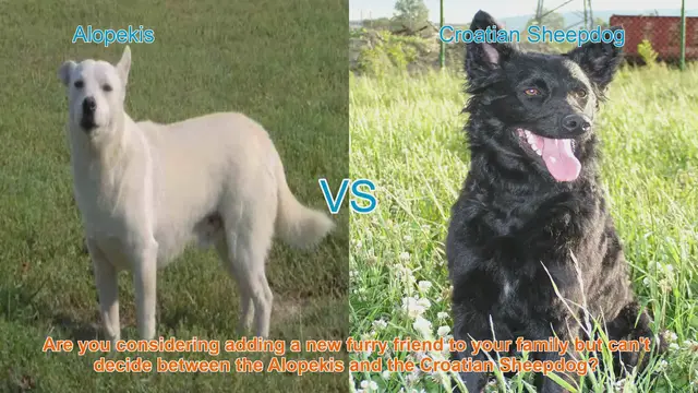 Video thumbnail for Alopekis vs. Croatian Sheepdog: Comprehensive Breed Comparison
