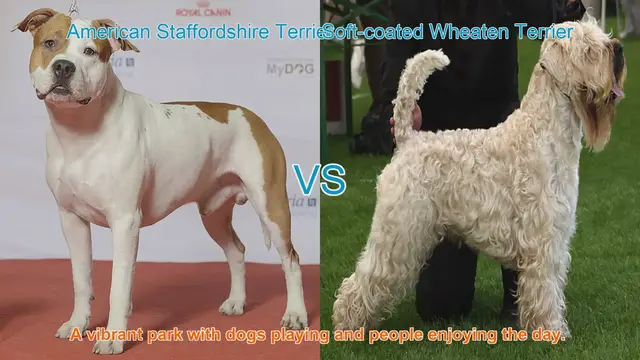 Video thumbnail for Exploring American Staffordshire Terriers and Soft-coated Wheaten Terriers