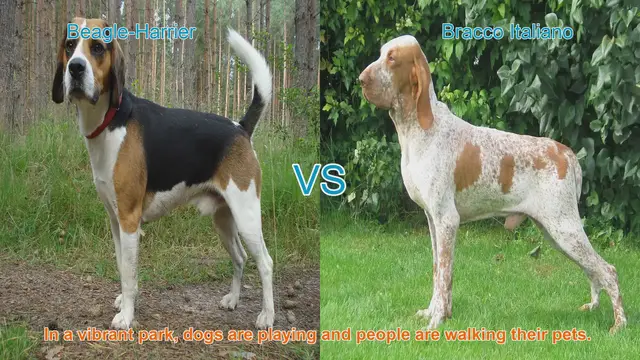 Video thumbnail for Beagle-Harrier vs. Bracco Italiano: A Comparison of Two Playful Dog Breeds