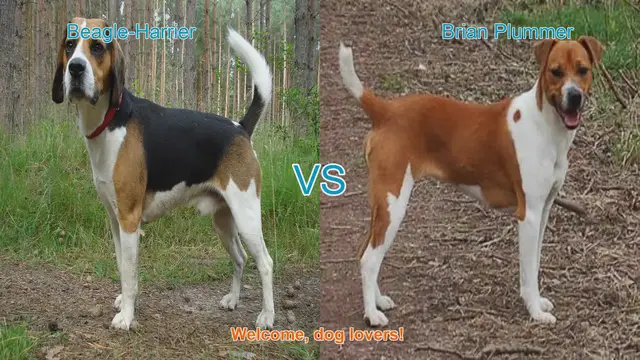 Video thumbnail for Beagle-Harrier vs. Brian Plummer Terrier: A Comprehensive Comparison