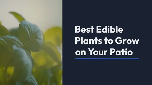 Video thumbnail for Best edible plants for patio gardens
