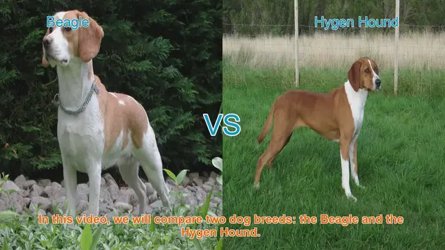 Video thumbnail for Beagle vs. Hygen Hound: A Comprehensive Comparison
