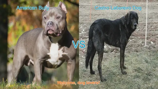 Video thumbnail for American Bully vs. Castro Laboreiro Dog: A Comprehensive Comparison