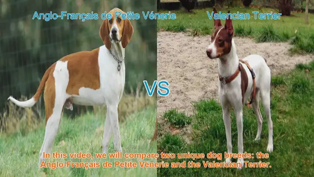 Video thumbnail for Comparing Anglo-Français de Petite Vénerie and Valencian Terrier: A Guide for Dog Enthusiasts