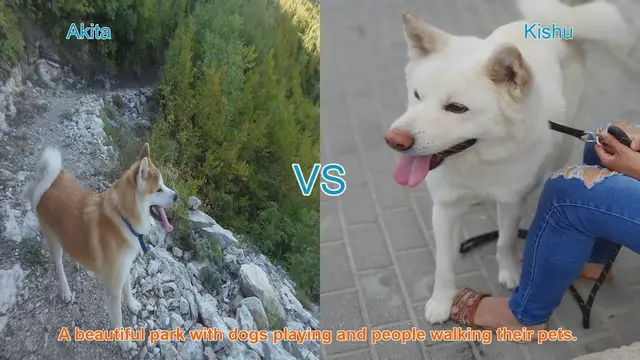 Video thumbnail for Akita vs. Kishu: A Comparison of Two Japanese Dog Breeds