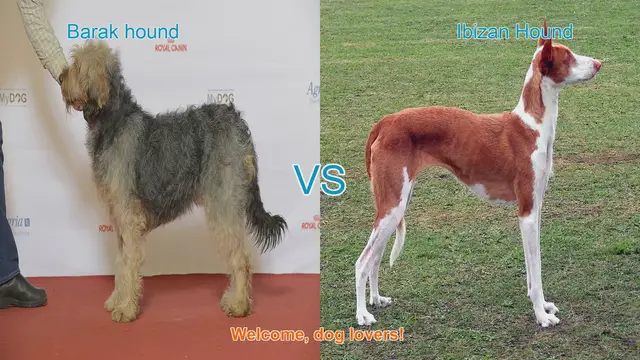 Video thumbnail for Barak Hound vs. Ibizan Hound: A Comparison of Two Unique Dog Breeds
