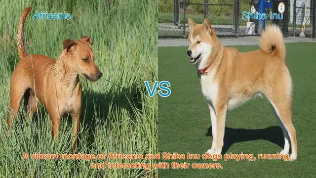 Video thumbnail for Africanis vs. Shiba Inu: A Comparative Guide