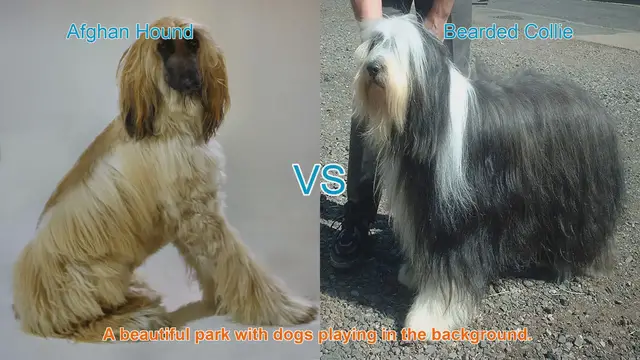 Video thumbnail for Comparing Afghan Hound and Bearded Collie: A Comprehensive Guide