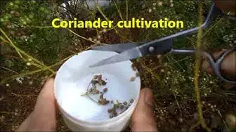 Video thumbnail for Harvesting coriander seeds in a home garden / Coriander cultivation for home use.